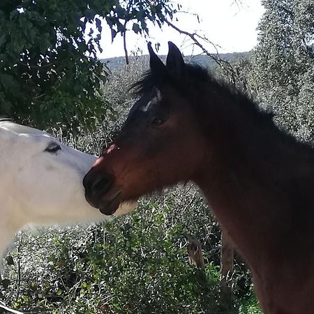 Studio Gard Calme Et Nature Russan Rom bilde
